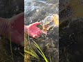 Native and Wild - Yellowstone Cutthroat Trout Release in Yellowstone National Park