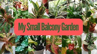 My Small Balcony Garden