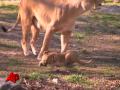 Raw Video: New Lion Cubs Frolic at Bronx Zoo