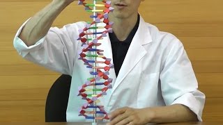 アドバンスド・DNA模型組立キット・22層（miniDNA™）：動画