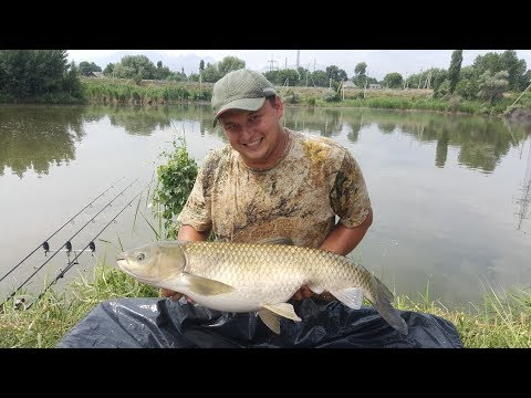 ловить карпа в коряжнике ловить карпа в коряжнике
