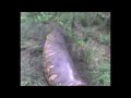 ANACONDA ASESINA se comio un hombre y un toro / killer anaconda