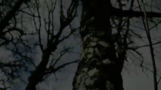 Johan Allerfeldt - In the Leaves