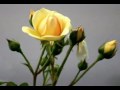 Wilson Rose Garden - Festival of Roses (California) ecards - Events Greeting Cards