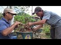 Chuyển dáng cây mai từ truyền thống Bình Định