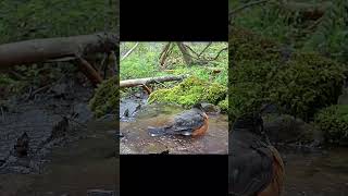 Robins Excellent Bath In Mountain Spring