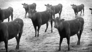 Grimos - Robot Cows - Produced By Lewi B