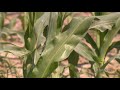State Climatologist on Types of Drought | Iowa's Wild Weather
