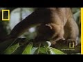 Cute and Cuddly Kinkajous | National Geographic