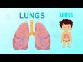 Learn about Human Body Parts For Kids - LUNGS