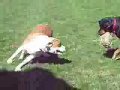 dog fight rottweiler vs pitbull