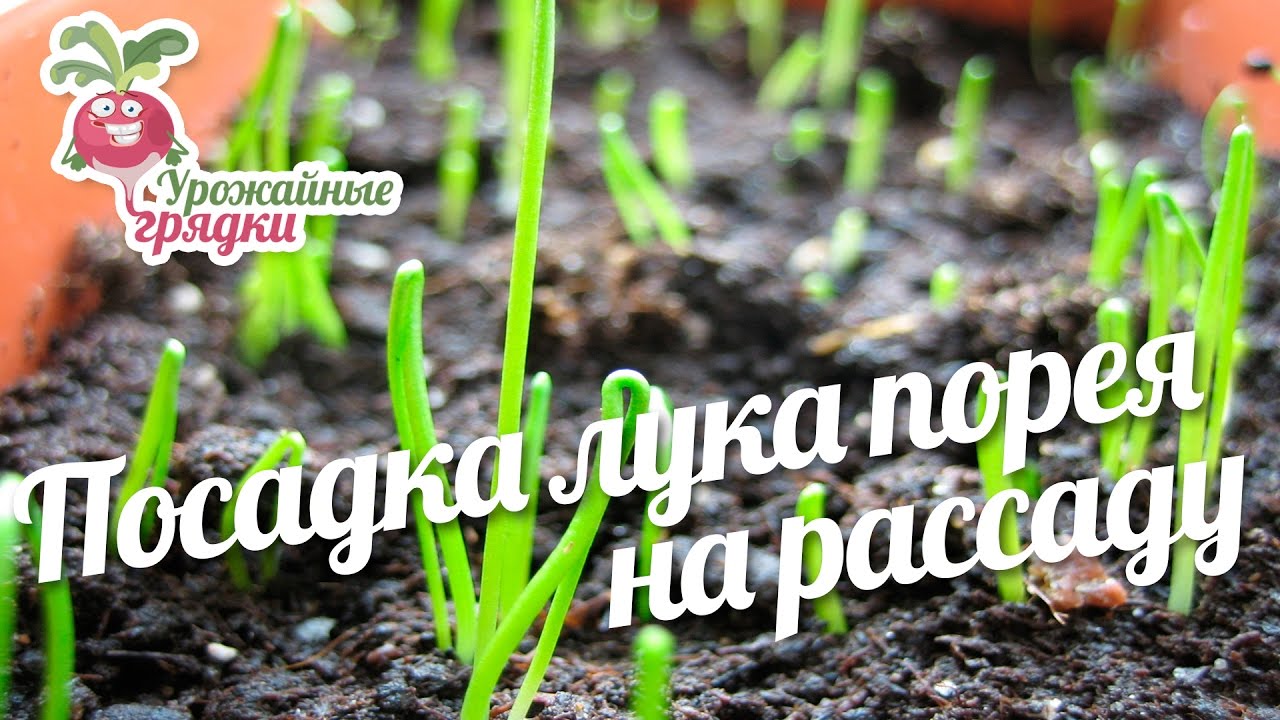 Сажаем на рассаду лук порей Сажаем на рассаду лук порей