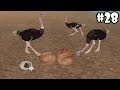 Wild Animals Online - Ostrich - Android/iOS - Gameplay Episode 28