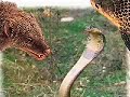Mongoose Vs Snake