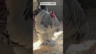 Brahma Horoz