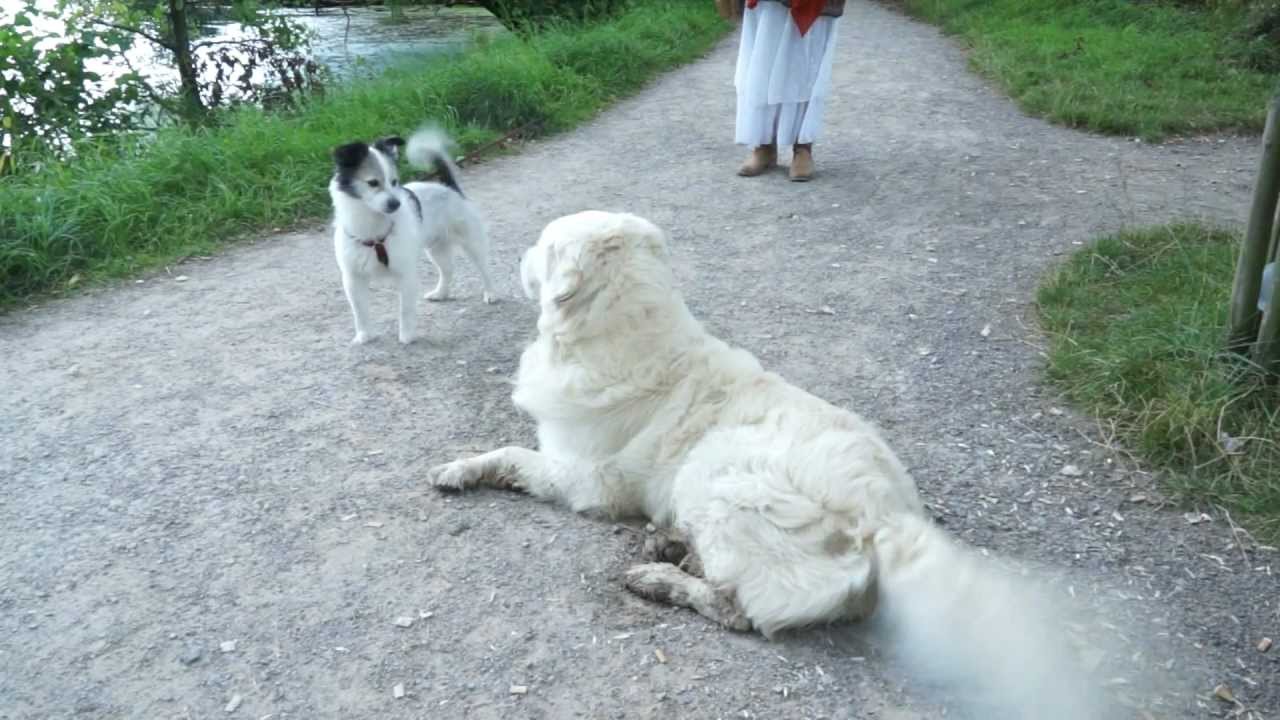 die mit dem hund