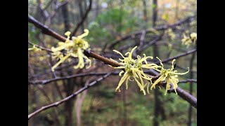 Tree Talk Witch-Hazel