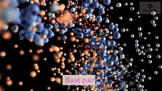 Base Pair