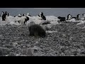 Penguin Chick face plant  - had a bad day