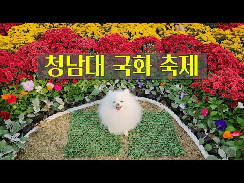 대통령 별장 청남대 국화축제 Presidential Villa Cheongnamdae Chrysanthemum Festival