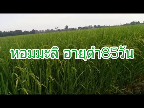 นาดำ หอมมะลิ105 (ทำครั้งแรก) EP05 อายุข้าว 85 วัน หลังหว่านปุ๋ย9วัน