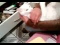 Gato Mamando a mão