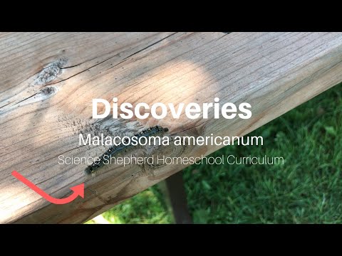 Science Shepherd Discoveries - Malacosoma americanum