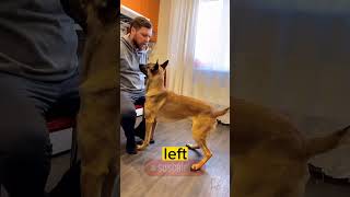 Comandos Bàsico Adiestramiento Canino O Educacion Canina