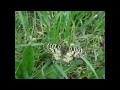 Video Наши Донецкие виды бабочек Butterflies