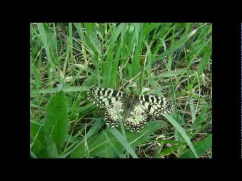 Наши Донецкие виды бабочек Butterflies