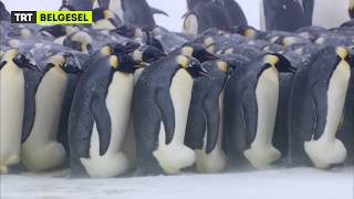 Antarktika'nın Gözyaşları - Ön Seyir - Penguenlerin Zorlu Yaşamı