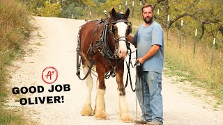 Amazing First Harness Lesson For Our Rescued Clydesdale Horse!