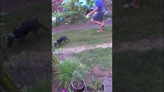 Cuteblack Dog Patterdale Terrier Dog On Leash Lush With Owner Walking Garden Blue Hydrangeas Usa