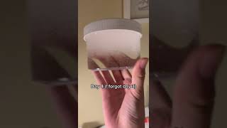Water White Glue Slime No Borax 