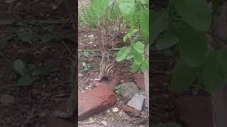 Rodent Vs Rodent And