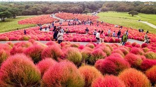 Top 10 Most Beautiful Flower Gardens in Japan