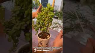Give Your Jade Plant A Christmas Tree Look Jade Topiary