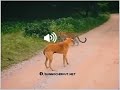 Bangla funny video bangala gala gali dog and chita🤣🤣🤣