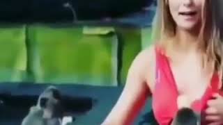 Dagistannan Getirilmiw Lezgi Meymunlar Lezgi Prikol