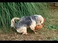 cane e gallina amore impossibile
