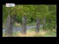 Видео тест-драйв Skoda (Шкода) Fabia
