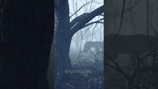 Pov Wolf Forest