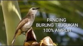 Burung trucukan gacor Dan ngeriwik panjang ~ @Kicau Burung