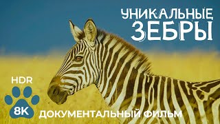 Зебры — Уникальные Животные Африки — Документальный Фильм О Дикой Природе В 8K Hdr