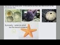 Invertebrate Diversity pt. 4- Echinoderms & Intro Chordates