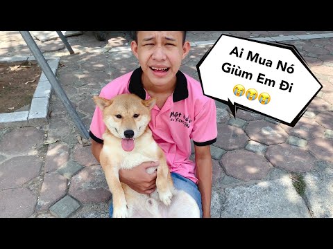 Shiba Vàng Bị Thằng Cò Mang Ra Đường Bán Vì Lý Do Không Ngờ - Cười Đau Ruột