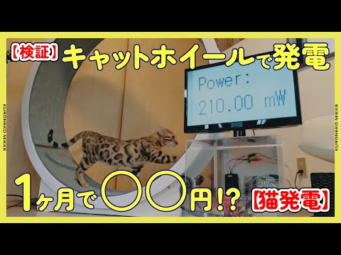 【検証】キャットホイールで発電したら１ヶ月あたりいくら電気代をまかなえるの!?【猫発電】#ヤマト運輸 #クロネコみっけ #クロネコヤマト #電気代 (09月02日 23:45 / 23 users)