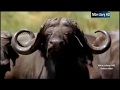 Animal planet  BUFFALO THE AFRICAN BOSS full Story HD  Hindi in Urdu360p