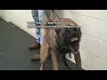 Dog Training - How to train dogs for Real Protection. Must See! (k9-1.com)