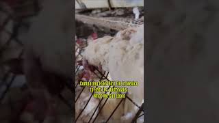 Comparing H5N2 Bird Flu In Mexico To Past U.s. Outbreaks What We Can Learn